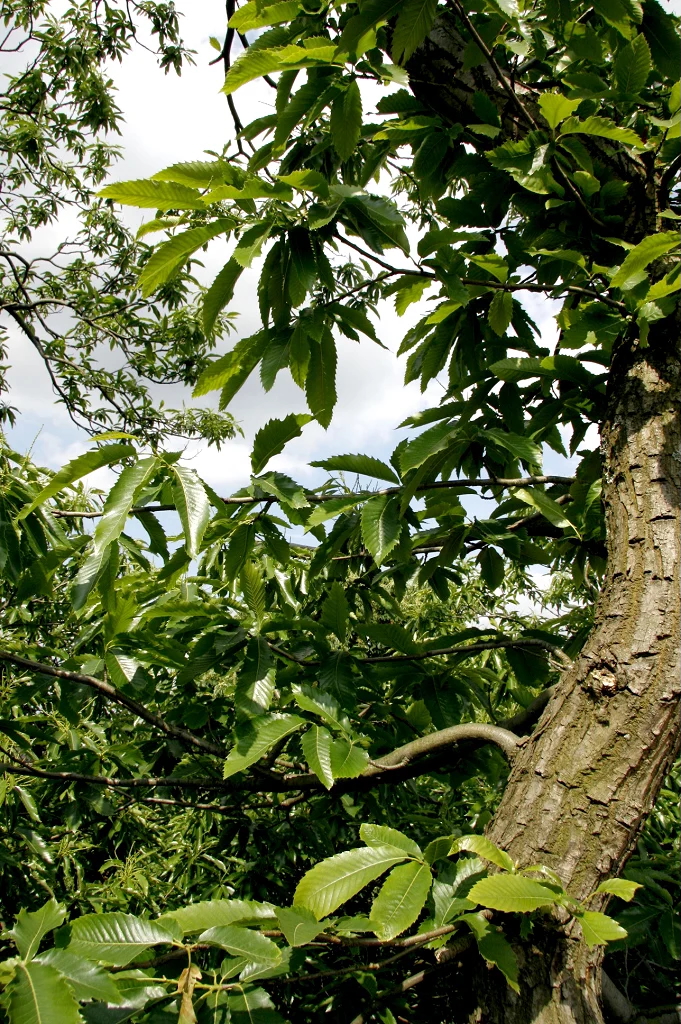 Arbre châtaignier